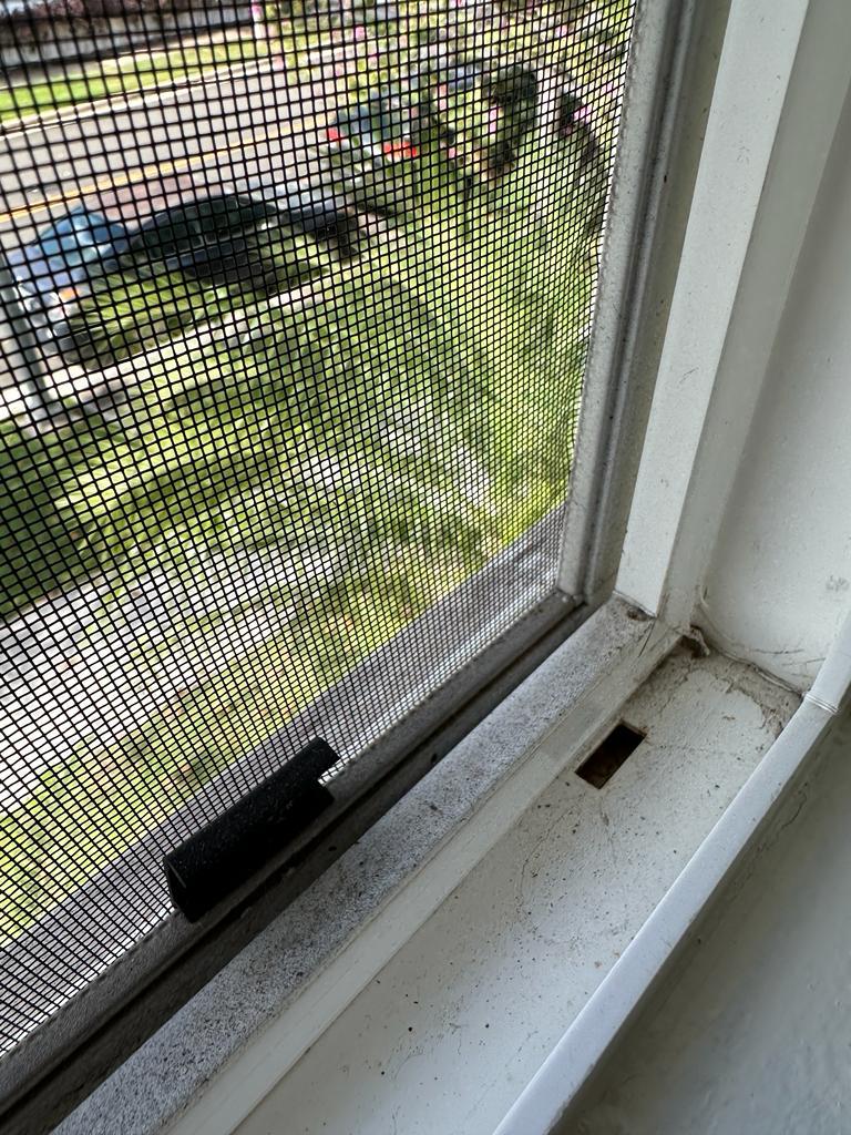 Window Cleaning Services