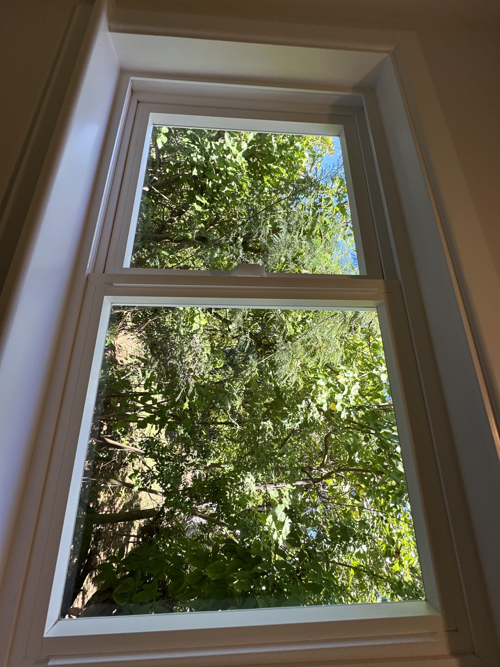 Window Cleaning Services