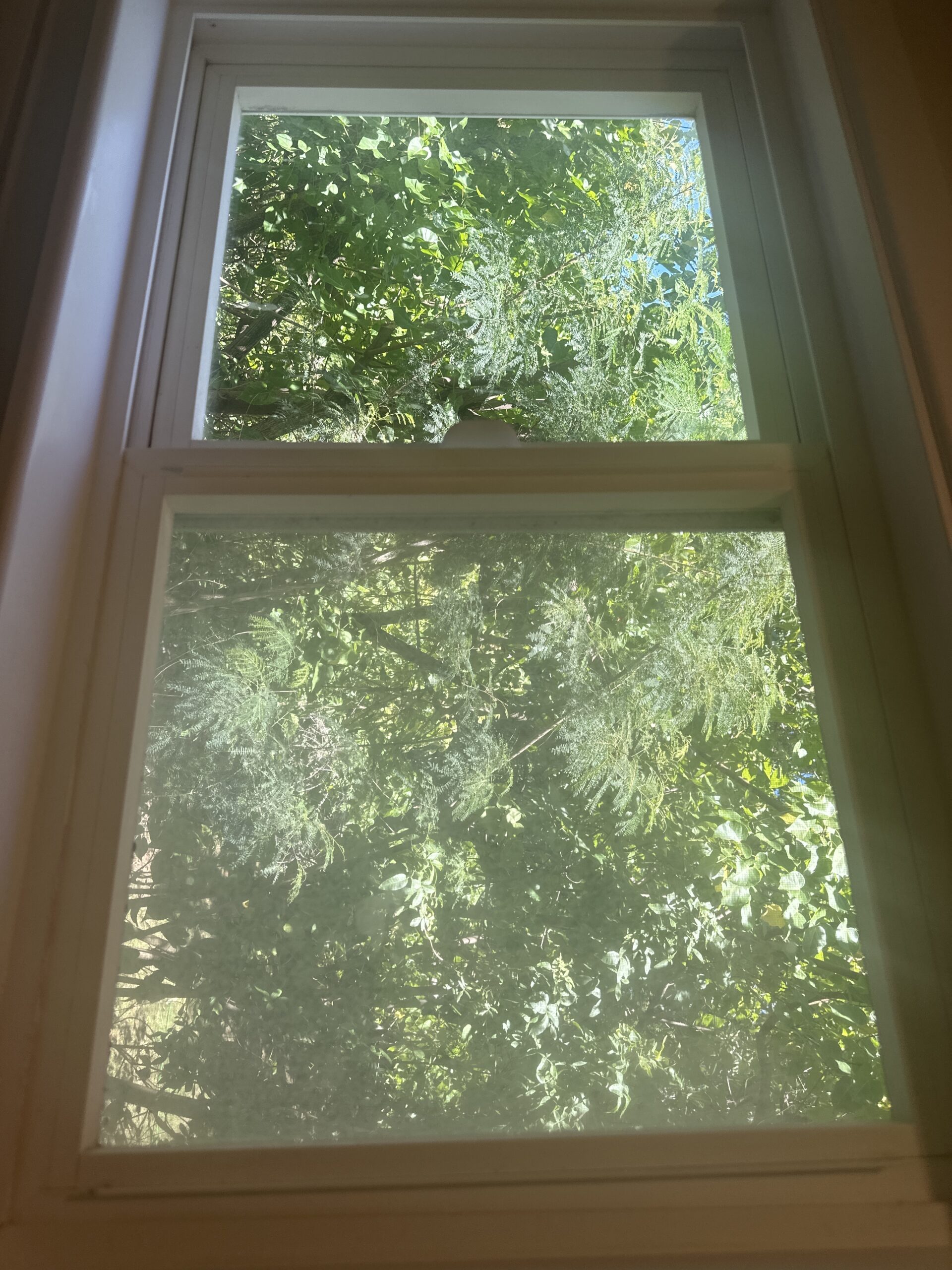 Window Cleaning Services